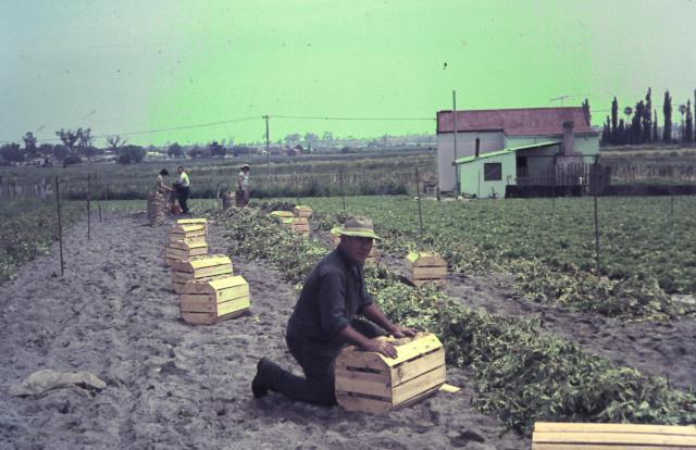 Packing the harvest
