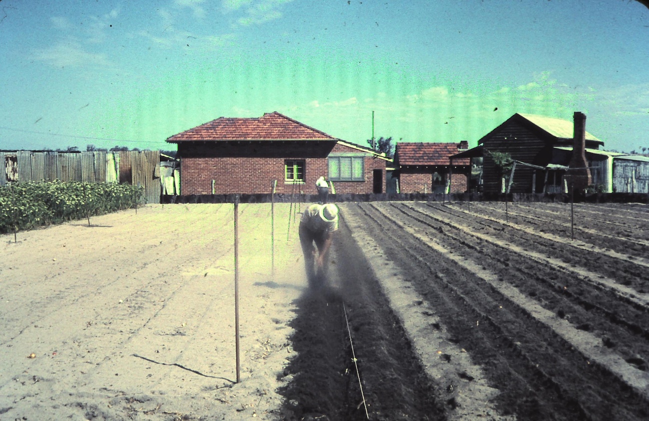Tending the market garden