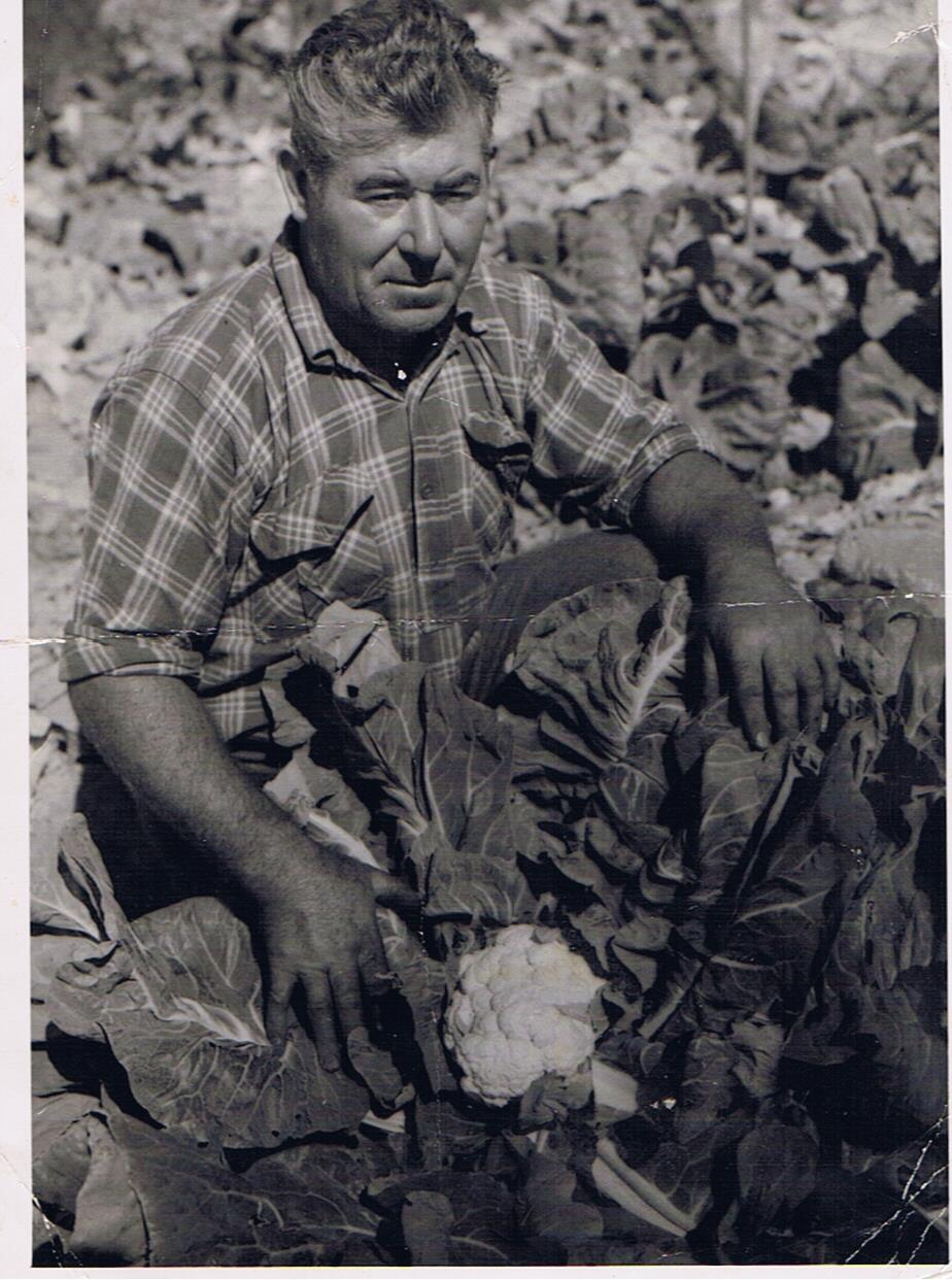 Cauliflower harvest